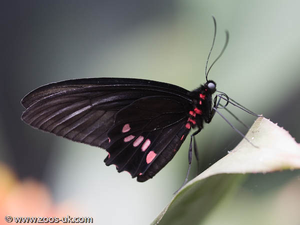 Ruby-Spotted Swallowtail