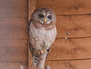 Woodfords Owl